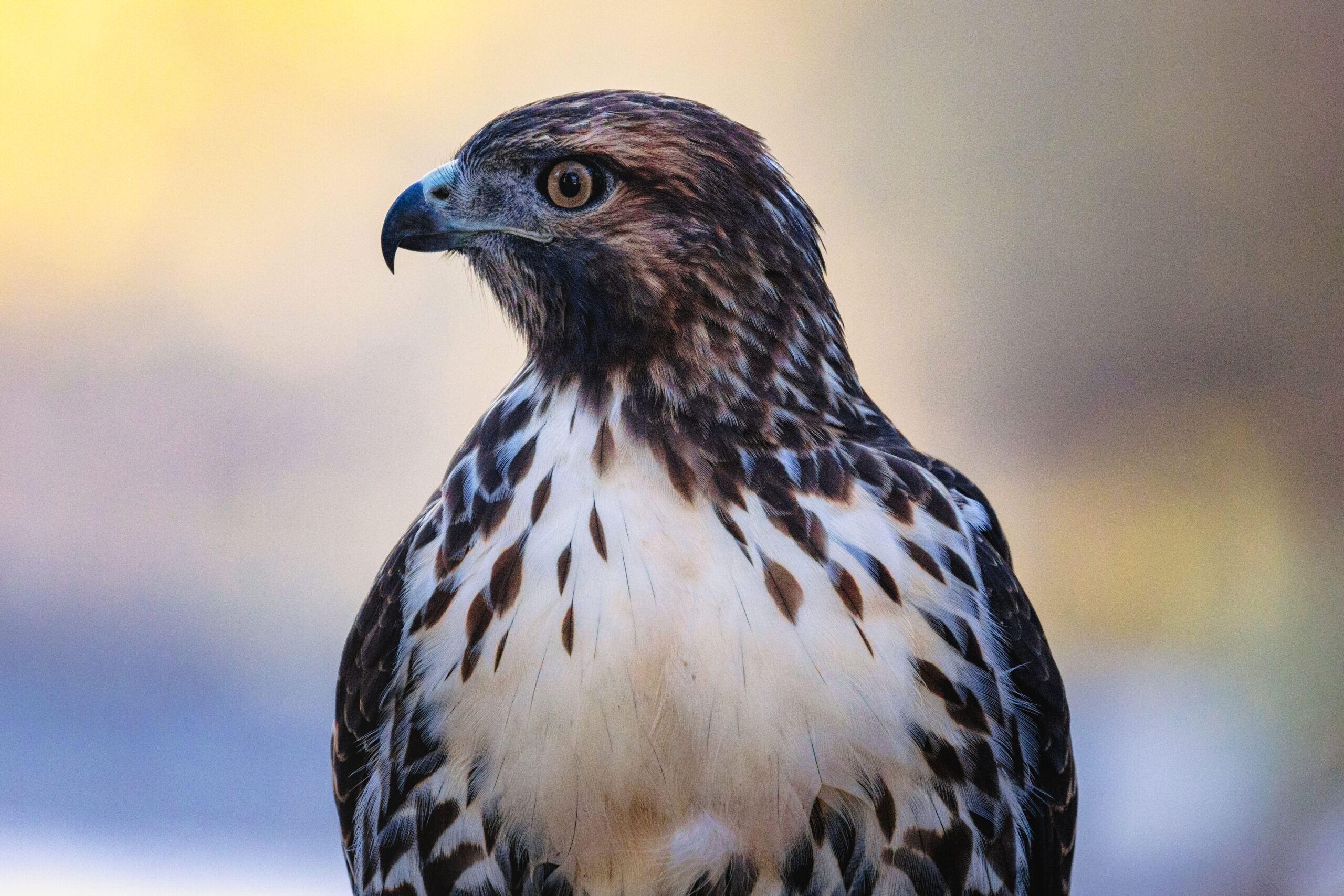Falcoaria